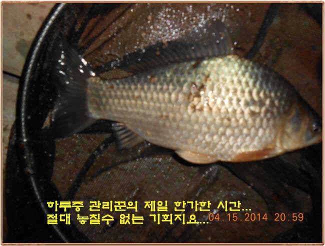 물 맑고 수심좋고 힘찬입질 관리터입니다 4월19일 11주년 행사와 실시간 조황 (유료터정보 - 유료터점주조황)