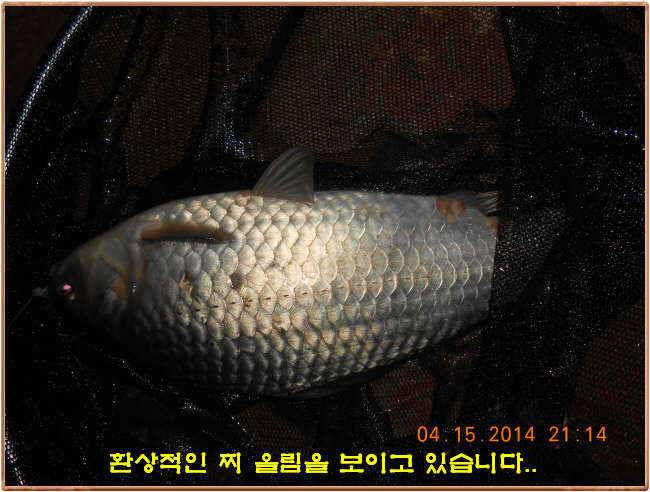 물 맑고 수심좋고 힘찬입질 관리터입니다 4월19일 11주년 행사와 실시간 조황 (유료터정보 - 유료터점주조황)
