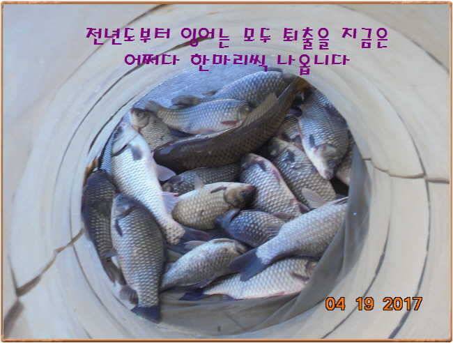 도심속의 작은 쉼터 화성 관리 낚시터입니다 (유료터정보 - 유료터점주조황)