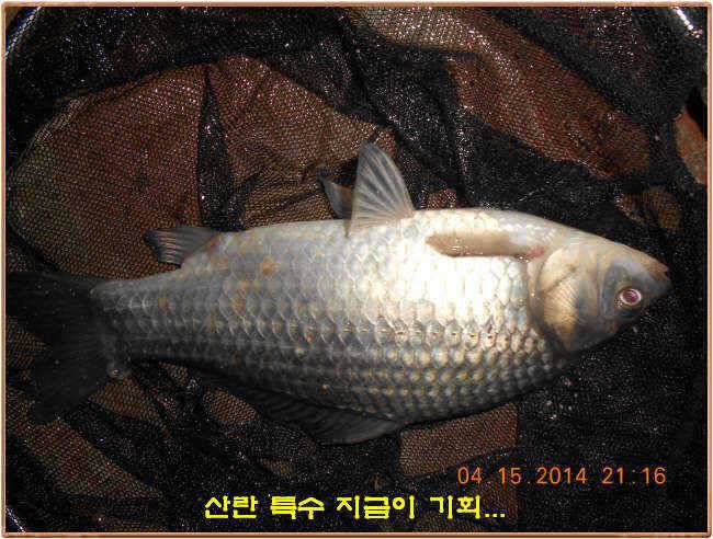 물 맑고 수심좋고 힘찬입질 관리터입니다 4월19일 11주년 행사와 실시간 조황 (유료터정보 - 유료터점주조황)