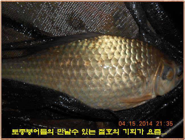 물 맑고 수심좋고 힘찬입질 관리터입니다 4월19일 11주년 행사와 실시간 조황 (유료터정보 - 유료터점주조황)