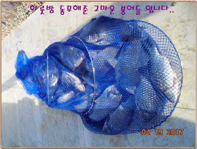 도심속의 작은 쉼터 화성 관리 낚시터입니다 (유료터정보 - 유료터점주조황)