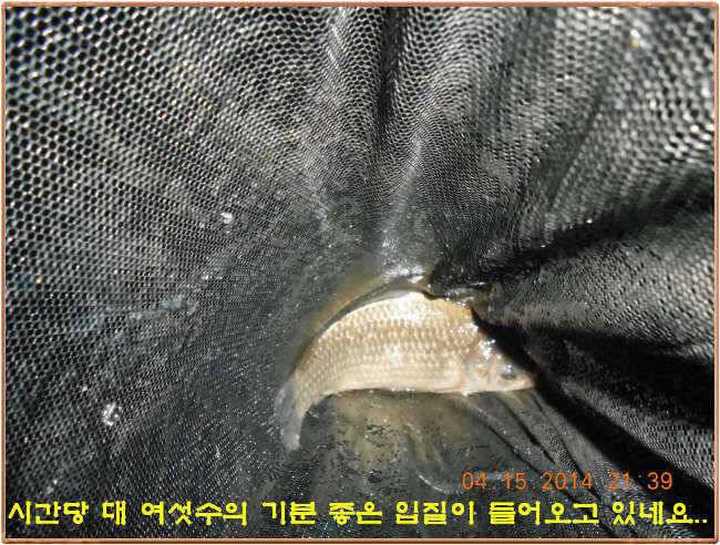 물 맑고 수심좋고 힘찬입질 관리터입니다 4월19일 11주년 행사와 실시간 조황 (유료터정보 - 유료터점주조황)