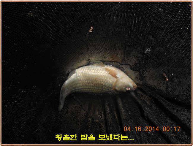 물 맑고 수심좋고 힘찬입질 관리터입니다 4월19일 11주년 행사와 실시간 조황 (유료터정보 - 유료터점주조황)