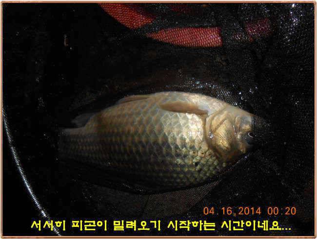 물 맑고 수심좋고 힘찬입질 관리터입니다 4월19일 11주년 행사와 실시간 조황 (유료터정보 - 유료터점주조황)