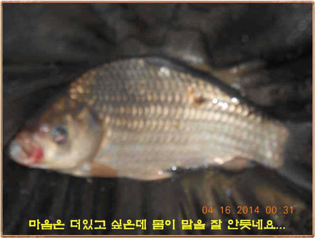 물 맑고 수심좋고 힘찬입질 관리터입니다 4월19일 11주년 행사와 실시간 조황 (유료터정보 - 유료터점주조황)