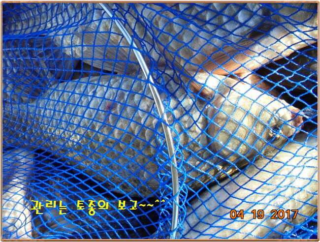 도심속의 작은 쉼터 화성 관리 낚시터입니다 (유료터정보 - 유료터점주조황)