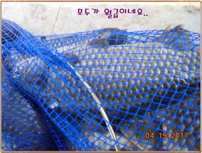 도심속의 작은 쉼터 화성 관리 낚시터입니다 (유료터정보 - 유료터점주조황)