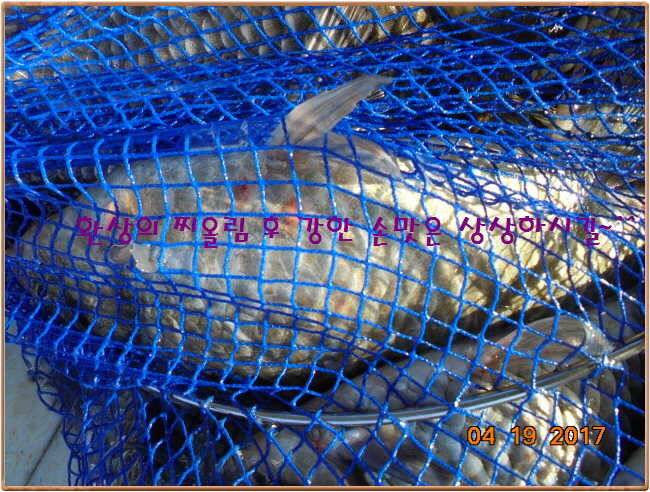 도심속의 작은 쉼터 화성 관리 낚시터입니다 (유료터정보 - 유료터점주조황)