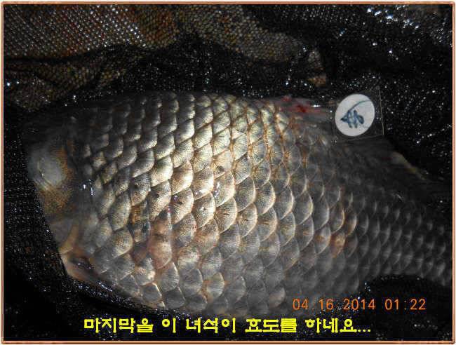 물 맑고 수심좋고 힘찬입질 관리터입니다 4월19일 11주년 행사와 실시간 조황 (유료터정보 - 유료터점주조황)
