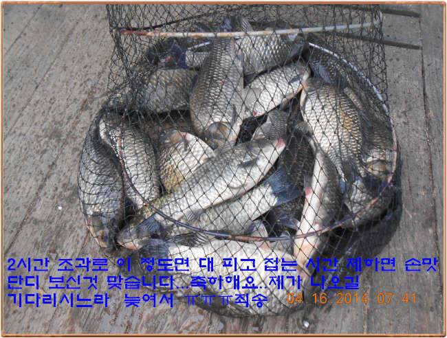 물 맑고 수심좋고 힘찬입질 관리터입니다 4월19일 11주년 행사와 실시간 조황 (유료터정보 - 유료터점주조황)