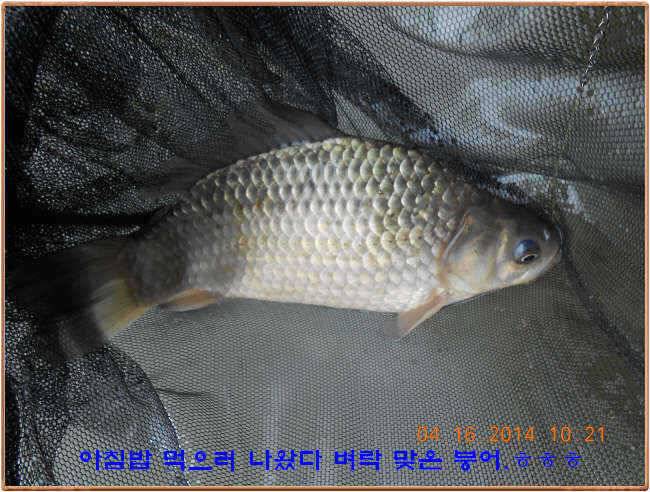 물 맑고 수심좋고 힘찬입질 관리터입니다 4월19일 11주년 행사와 실시간 조황 (유료터정보 - 유료터점주조황)