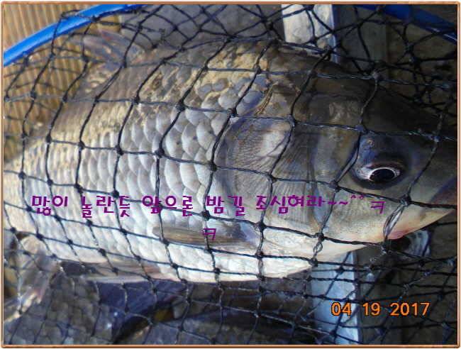 도심속의 작은 쉼터 화성 관리 낚시터입니다 (유료터정보 - 유료터점주조황)