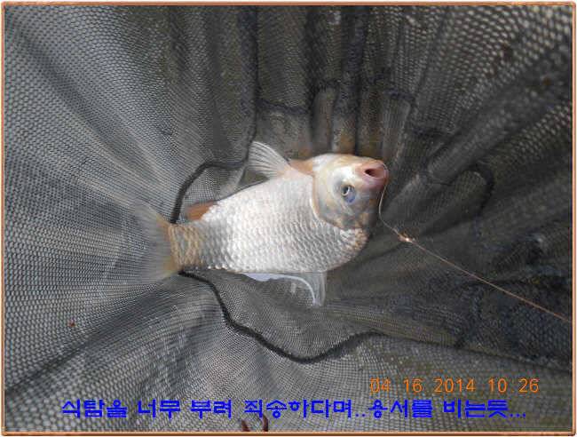 물 맑고 수심좋고 힘찬입질 관리터입니다 4월19일 11주년 행사와 실시간 조황 (유료터정보 - 유료터점주조황)