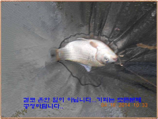 물 맑고 수심좋고 힘찬입질 관리터입니다 4월19일 11주년 행사와 실시간 조황 (유료터정보 - 유료터점주조황)