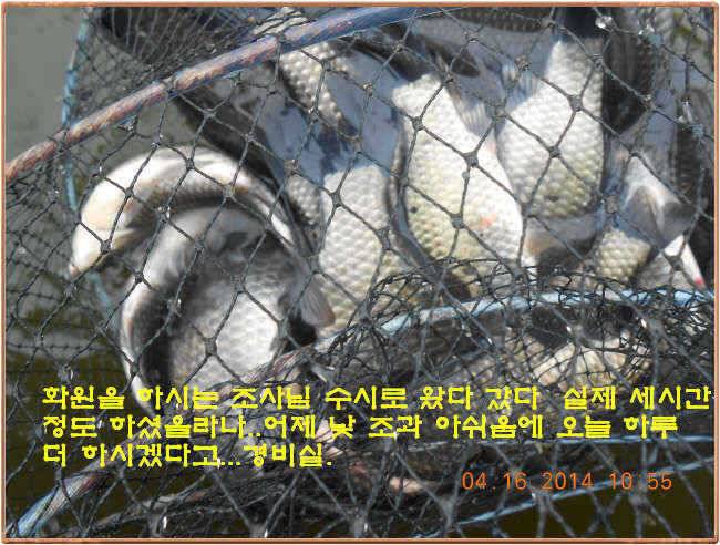 물 맑고 수심좋고 힘찬입질 관리터입니다 4월19일 11주년 행사와 실시간 조황 (유료터정보 - 유료터점주조황)