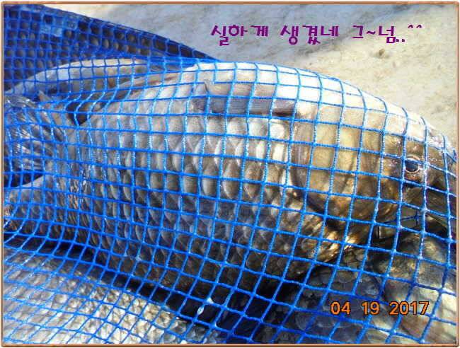 도심속의 작은 쉼터 화성 관리 낚시터입니다 (유료터정보 - 유료터점주조황)