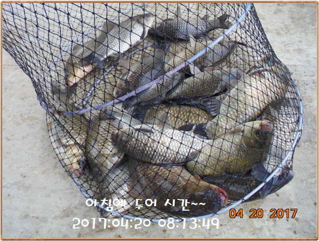 도심속의 작은 쉼터 화성 관리 낚시터입니다 (유료터정보 - 유료터점주조황)