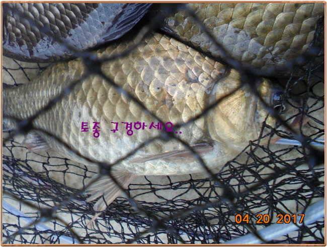 도심속의 작은 쉼터 화성 관리 낚시터입니다 (유료터정보 - 유료터점주조황)