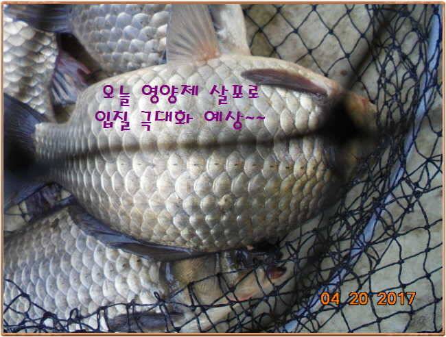 도심속의 작은 쉼터 화성 관리 낚시터입니다 (유료터정보 - 유료터점주조황)