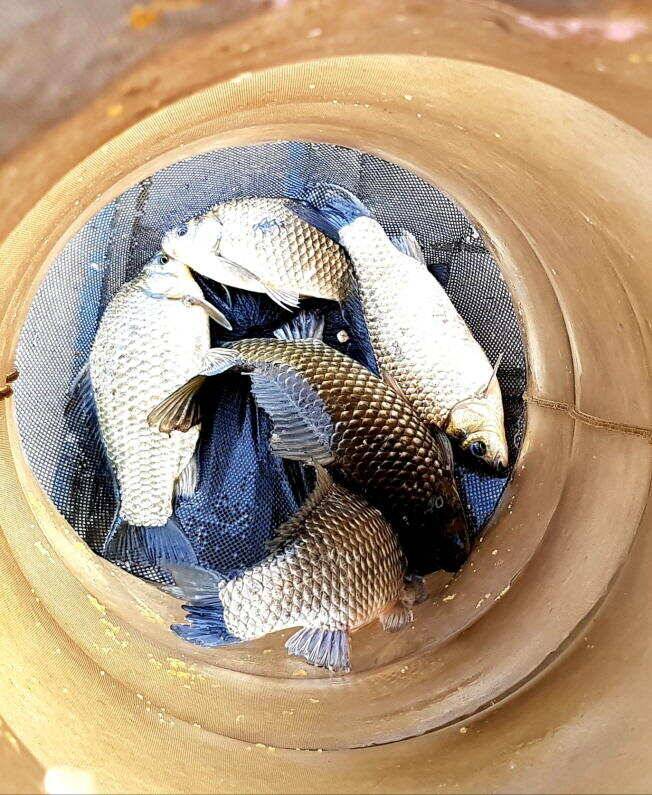 송전지 미성집 좌대 4짜 대물붕어 (유료터정보 - 유료터점주조황)