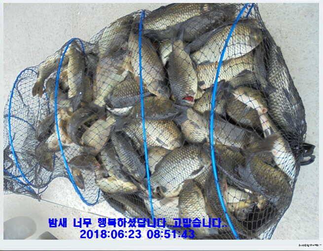 도심속의 작은 쉼터 화성 관리낚시터입니다비 오고 난후 (유료터정보 - 유료터점주조황)