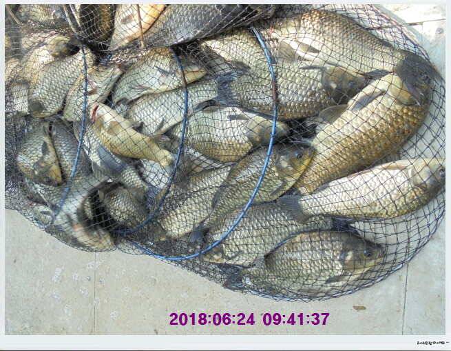 도심속의 작은 쉼터 화성 관리낚시터입니다무덥습니다잠시 쉬어가세요 (유료터정보 - 유료터점주조황)