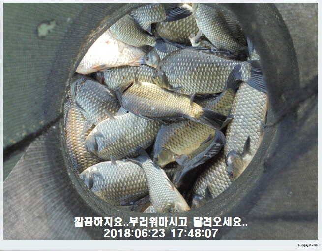 도심속의 작은 쉼터 화성 관리낚시터입니다비 오고 난후 (유료터정보 - 유료터점주조황)