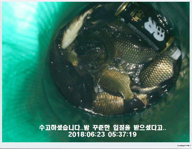 도심속의 작은 쉼터 화성 관리낚시터입니다비 오고 난후 (유료터정보 - 유료터점주조황)