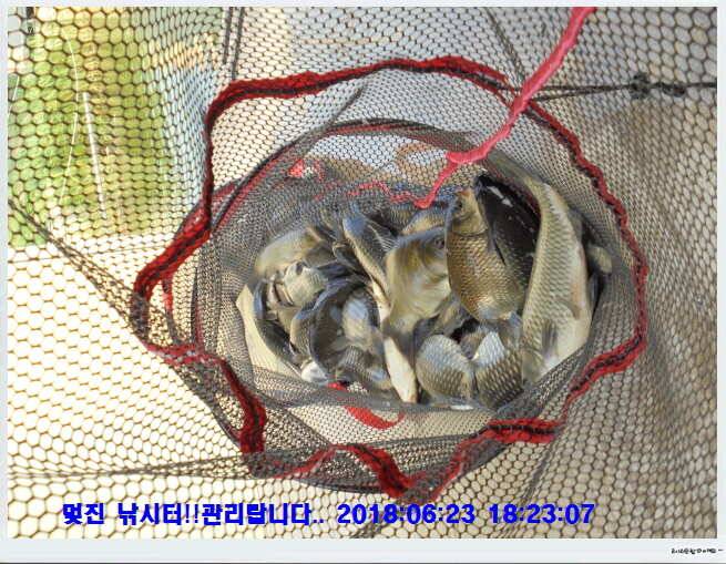 도심속의 작은 쉼터 화성 관리낚시터입니다비 오고 난후 (유료터정보 - 유료터점주조황)