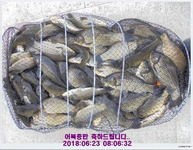 도심속의 작은 쉼터 화성 관리낚시터입니다비 오고 난후 (유료터정보 - 유료터점주조황)