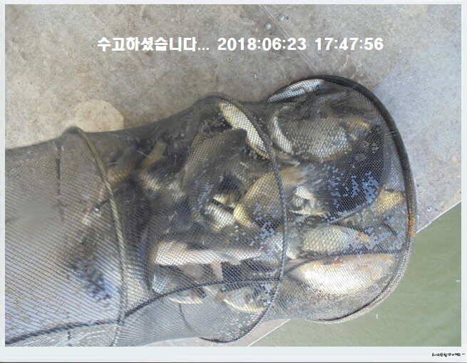 도심속의 작은 쉼터 화성 관리낚시터입니다비 오고 난후 (유료터정보 - 유료터점주조황)