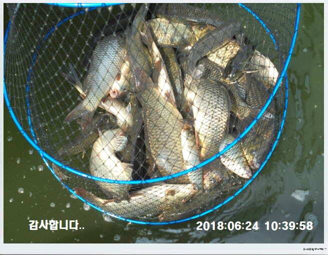 도심속의 작은 쉼터 화성 관리낚시터입니다무덥습니다잠시 쉬어가세요 (유료터정보 - 유료터점주조황)