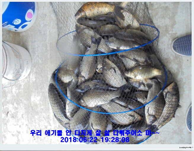 도심속의 작은 쉼터 화성 관리낚시터입니다조황 사진 올립니다 (유료터정보 - 유료터점주조황)