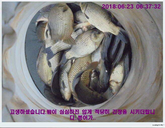 도심속의 작은 쉼터 화성 관리낚시터입니다비 오고 난후 (유료터정보 - 유료터점주조황)