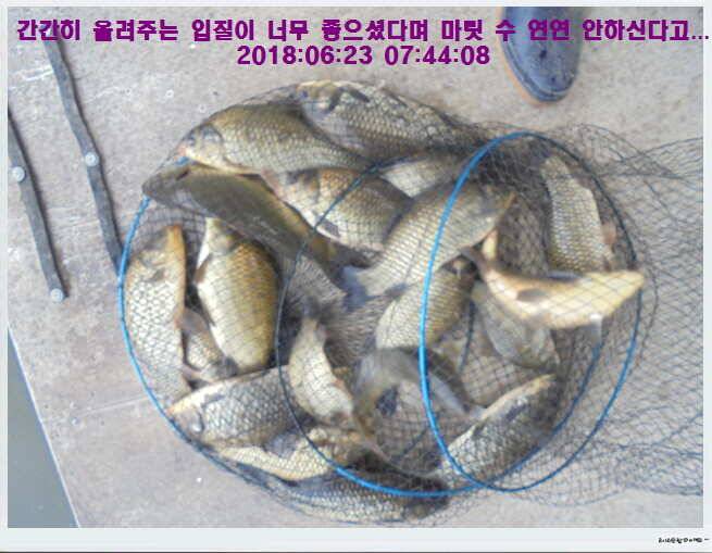 도심속의 작은 쉼터 화성 관리낚시터입니다비 오고 난후 (유료터정보 - 유료터점주조황)
