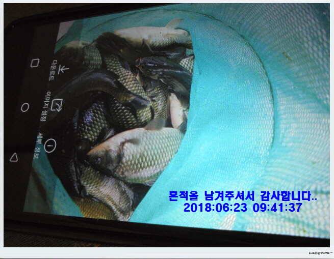 도심속의 작은 쉼터 화성 관리낚시터입니다비 오고 난후 (유료터정보 - 유료터점주조황)