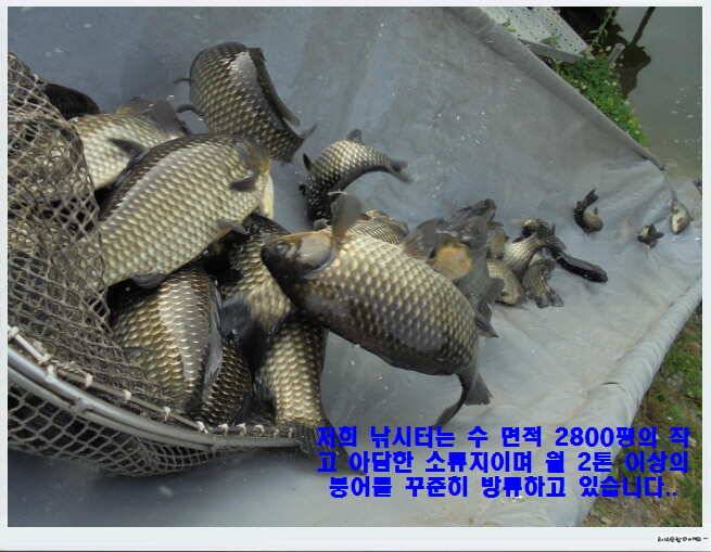 도심속의 작은 쉼터 화성 관리낚시터입니다비 오고 난후 (유료터정보 - 유료터점주조황)