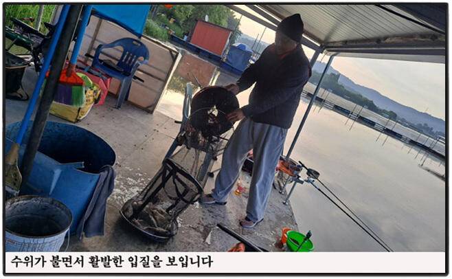 아산죽산지528일 수위가 불면서 활발한 입질을 보입니다 (유료터정보 - 유료터점주조황)
