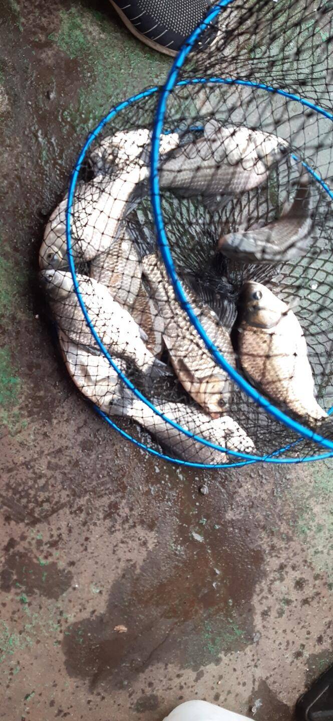 아산 안골지 조황정보 입니다 (유료터정보 - 유료터점주조황)