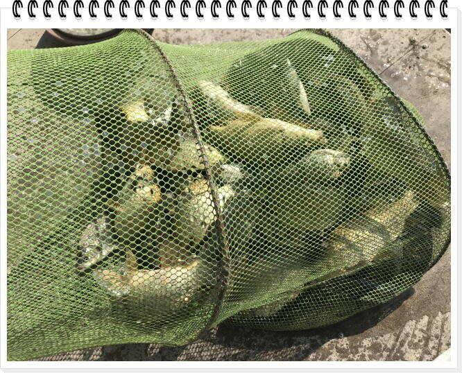 도심속의 작은쉼터 화성관리낚시터 (유료터정보 - 유료터점주조황)