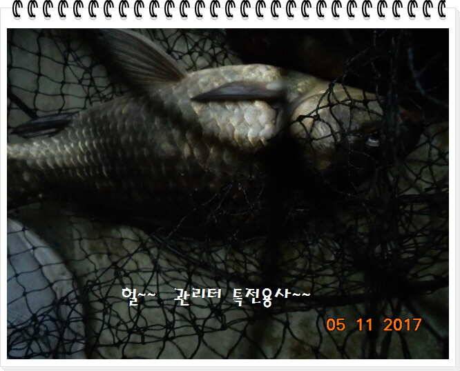 도심속의 작은 쉼터 화성 관리 낚시터입니다 (유료터정보 - 유료터점주조황)