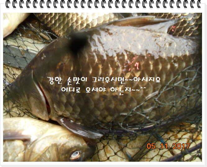 도심속의 작은 쉼터 화성 관리 낚시터입니다 (유료터정보 - 유료터점주조황)