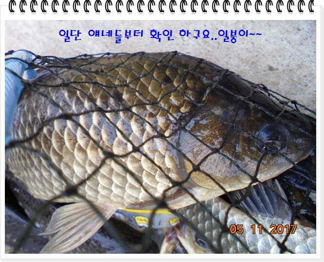 도심속의 작은 쉼터 화성 관리 낚시터입니다대단한 밤의 연속입니다 (유료터정보 - 유료터점주조황)