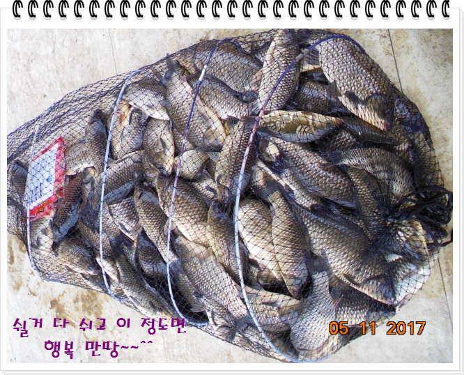 도심속의 작은 쉼터 화성 관리 낚시터입니다대단한 밤의 연속입니다 (유료터정보 - 유료터점주조황)
