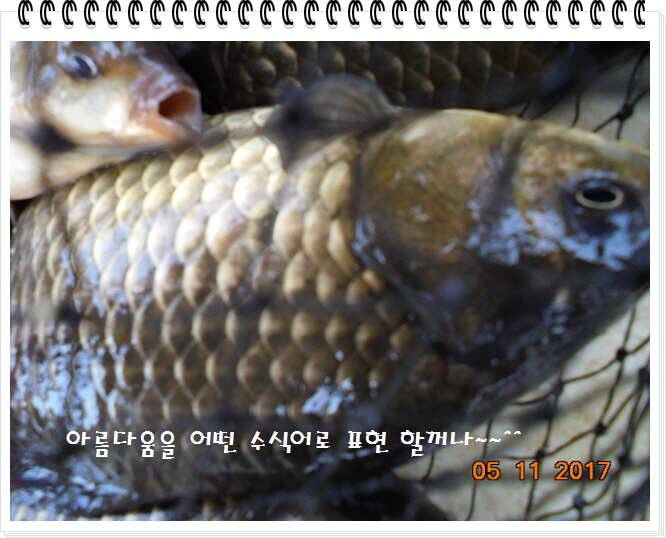 도심속의 작은 쉼터 화성 관리 낚시터입니다대단한 밤의 연속입니다 (유료터정보 - 유료터점주조황)