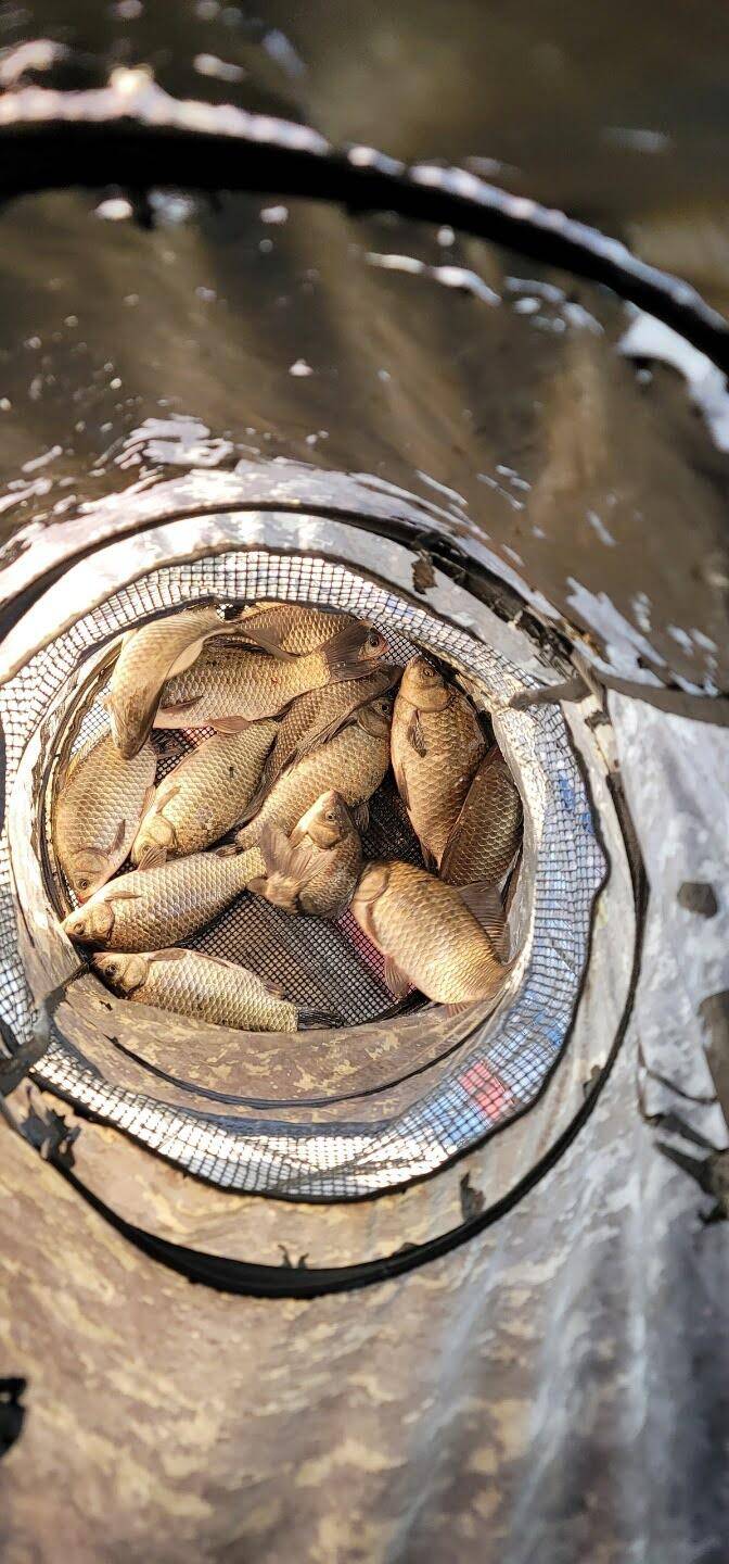 아산 안골지 4짜 소식을 전해드립니다 (유료터정보 - 유료터점주조황)