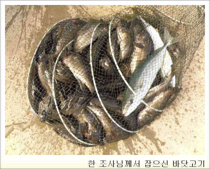 일영 육지에서 바다낚시를 한다 바다낚시 조황 (유료터정보 - 유료터점주조황)