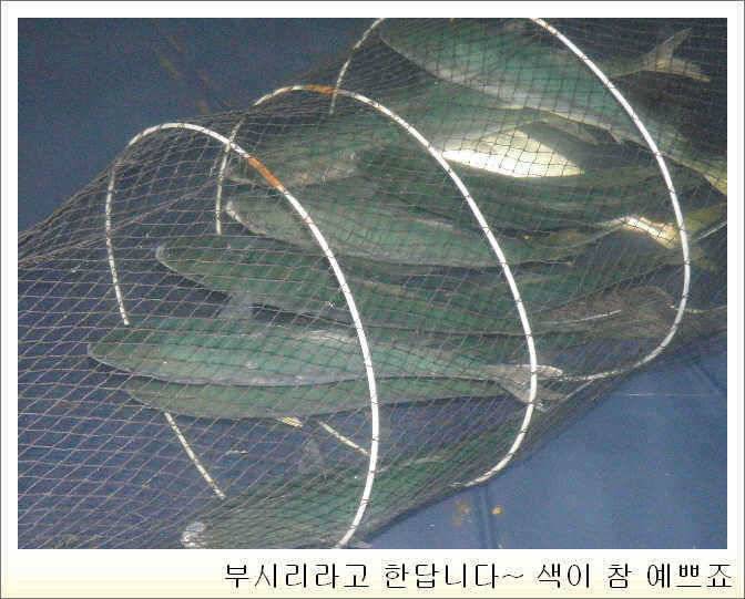 일영 육지에서 바다낚시를 한다 바다낚시 조황 (유료터정보 - 유료터점주조황)
