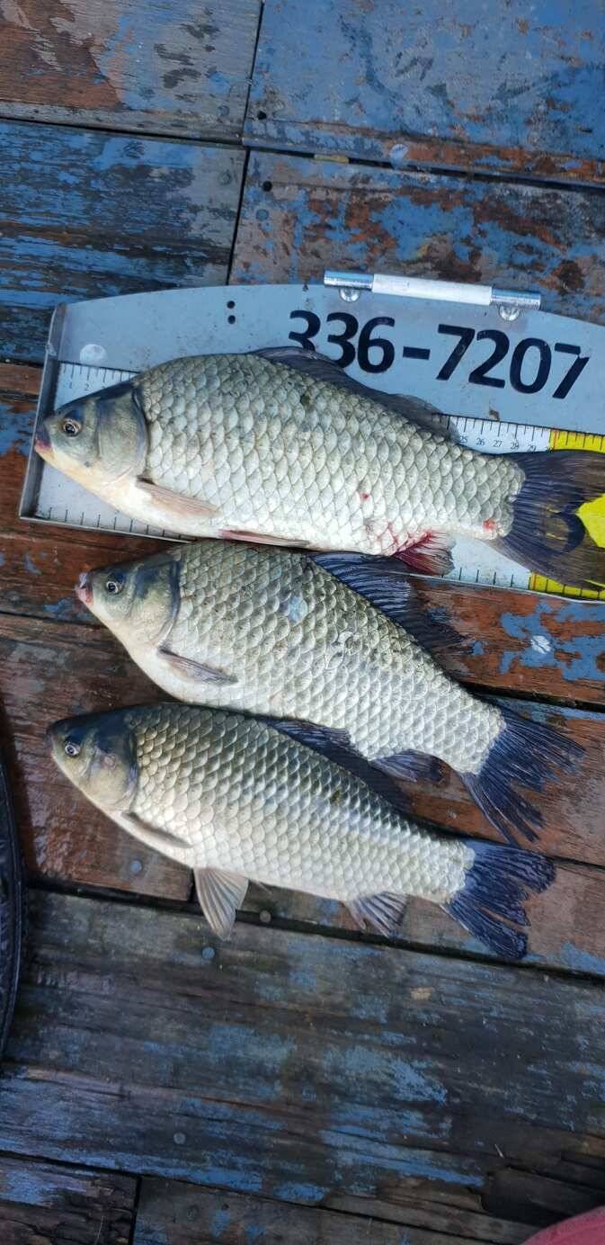 fish_pay_d1676_072556_32479.jpg